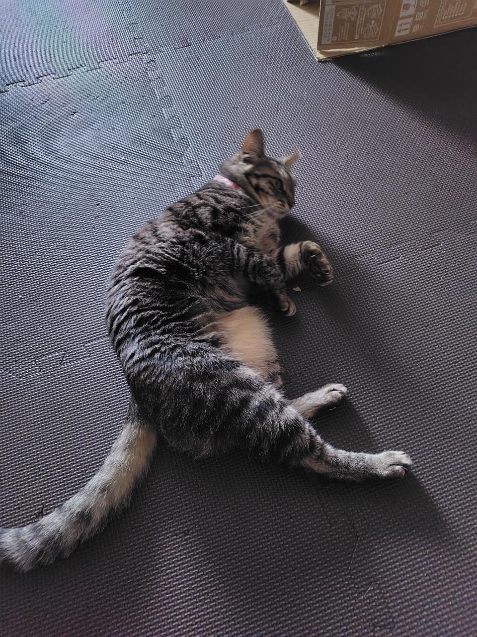 ミアちゃん